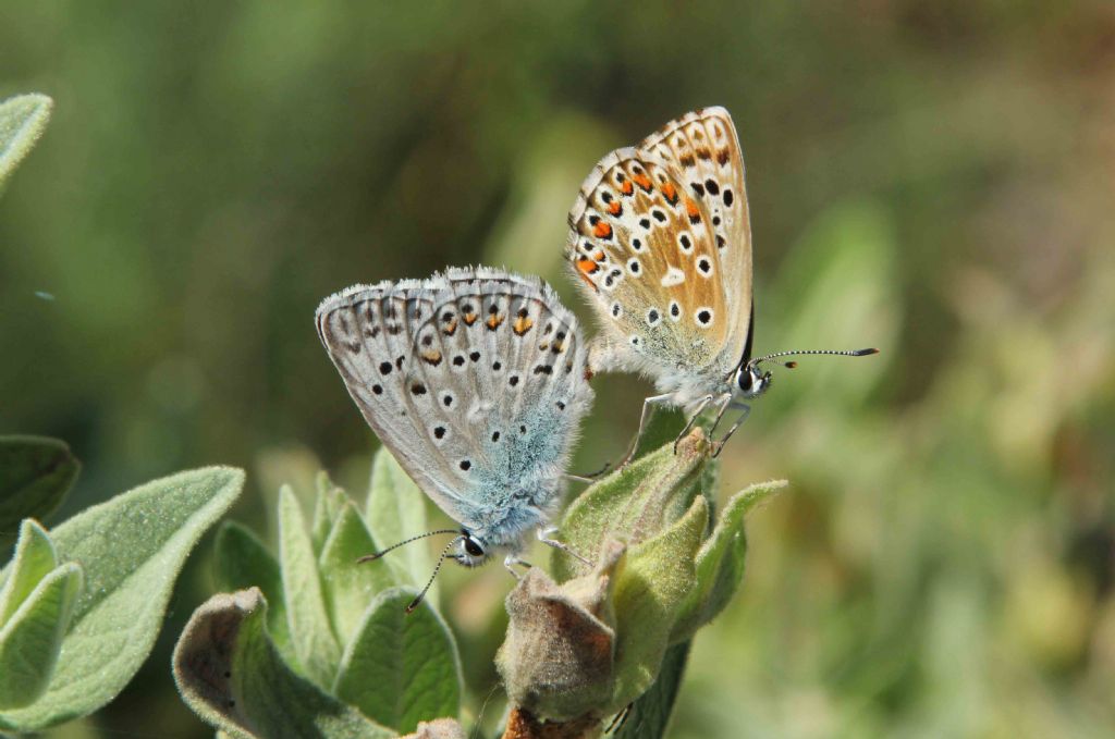 M e F  : foto di coppia